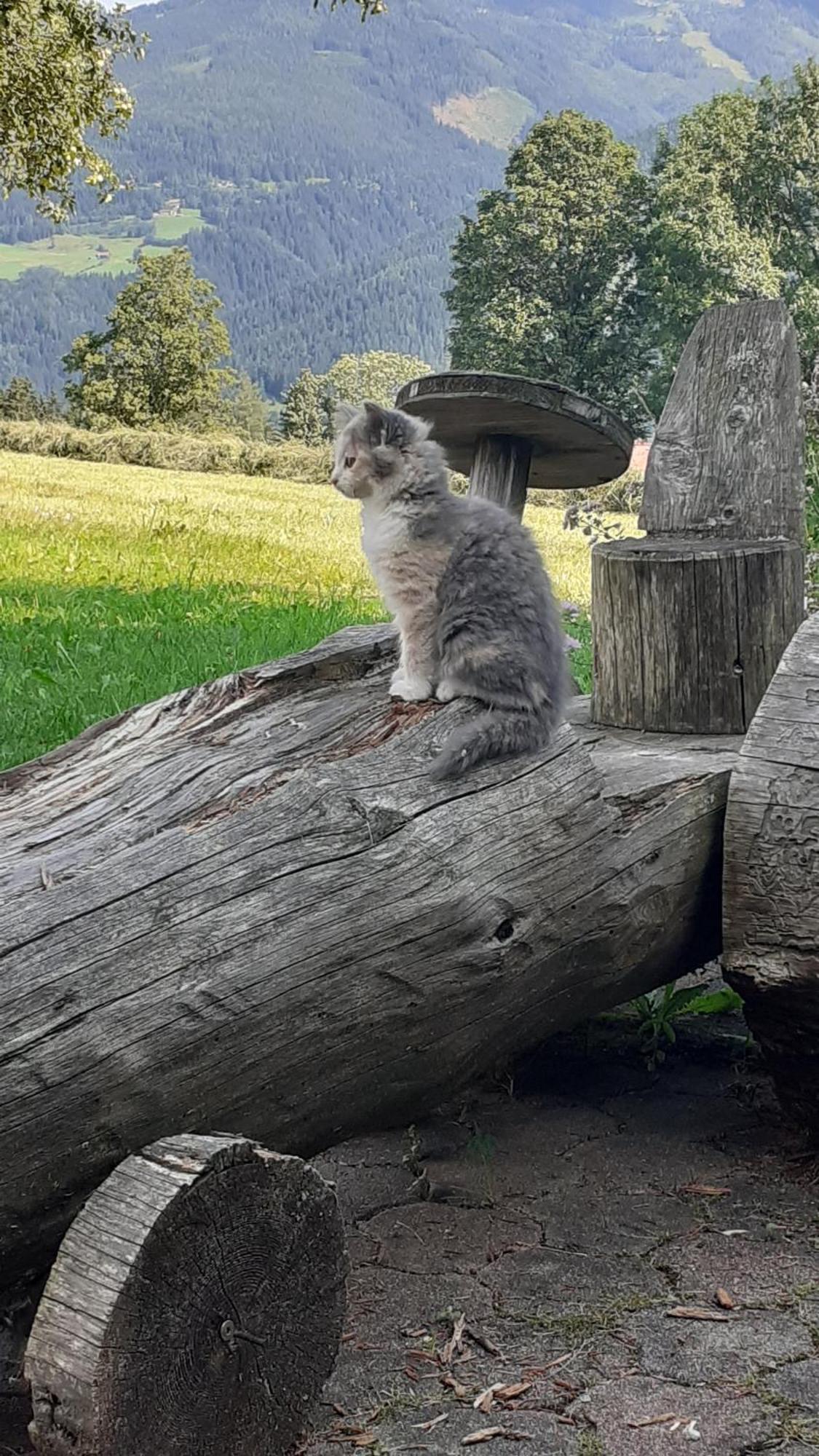 Pension Trillerhof Ramsau am Dachstein Eksteriør bilde