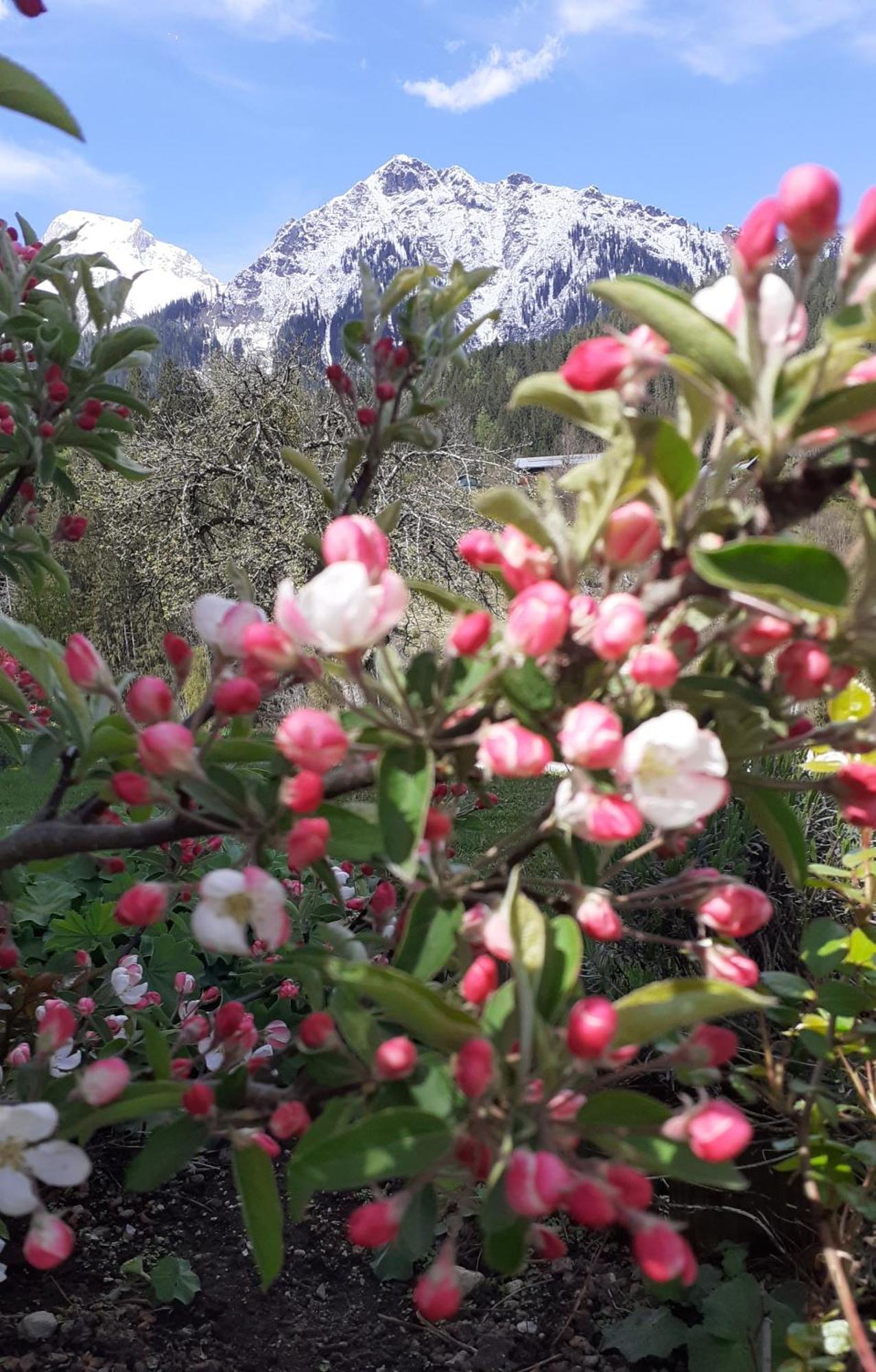 Pension Trillerhof Ramsau am Dachstein Eksteriør bilde
